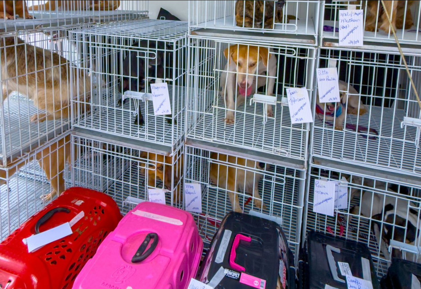 Programa Municipal de Castração segue com mais 22 animais encaminhados.