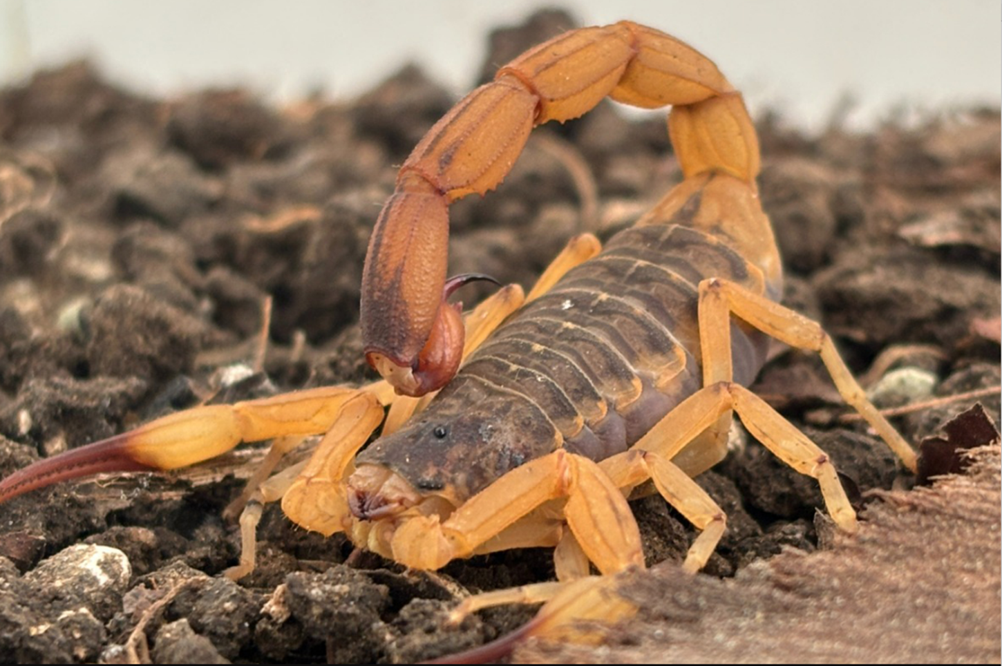 Estado mantém orientações e alerta para prevenção de acidentes com escorpiões