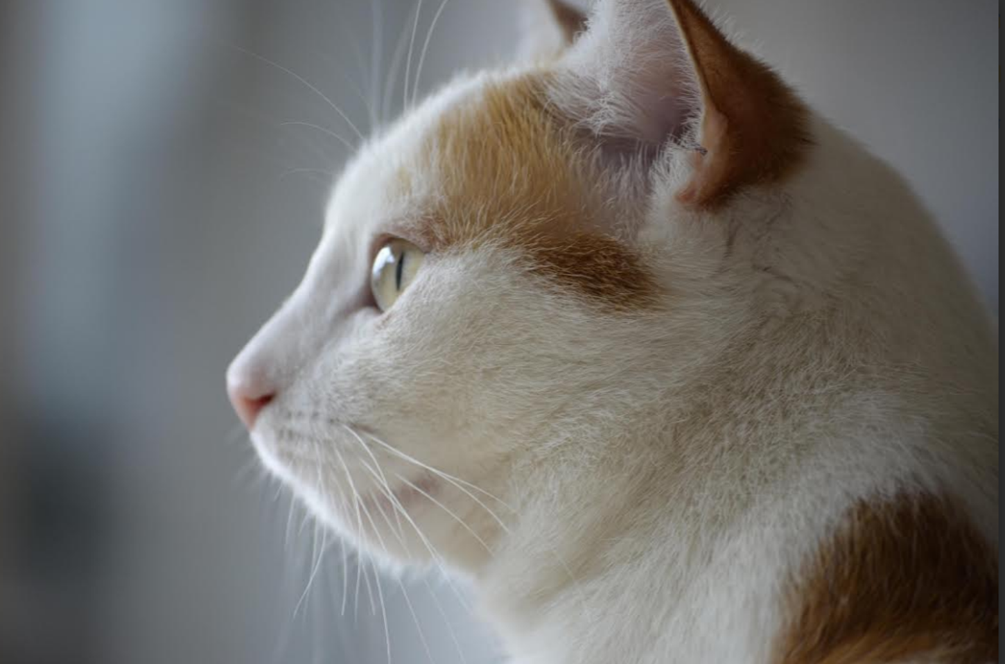 Protetores silenciosos, sugere que cães, gatos e outros animais domésticos e selvagens atuam como guardiões espirituais da energia e da alma humana.             