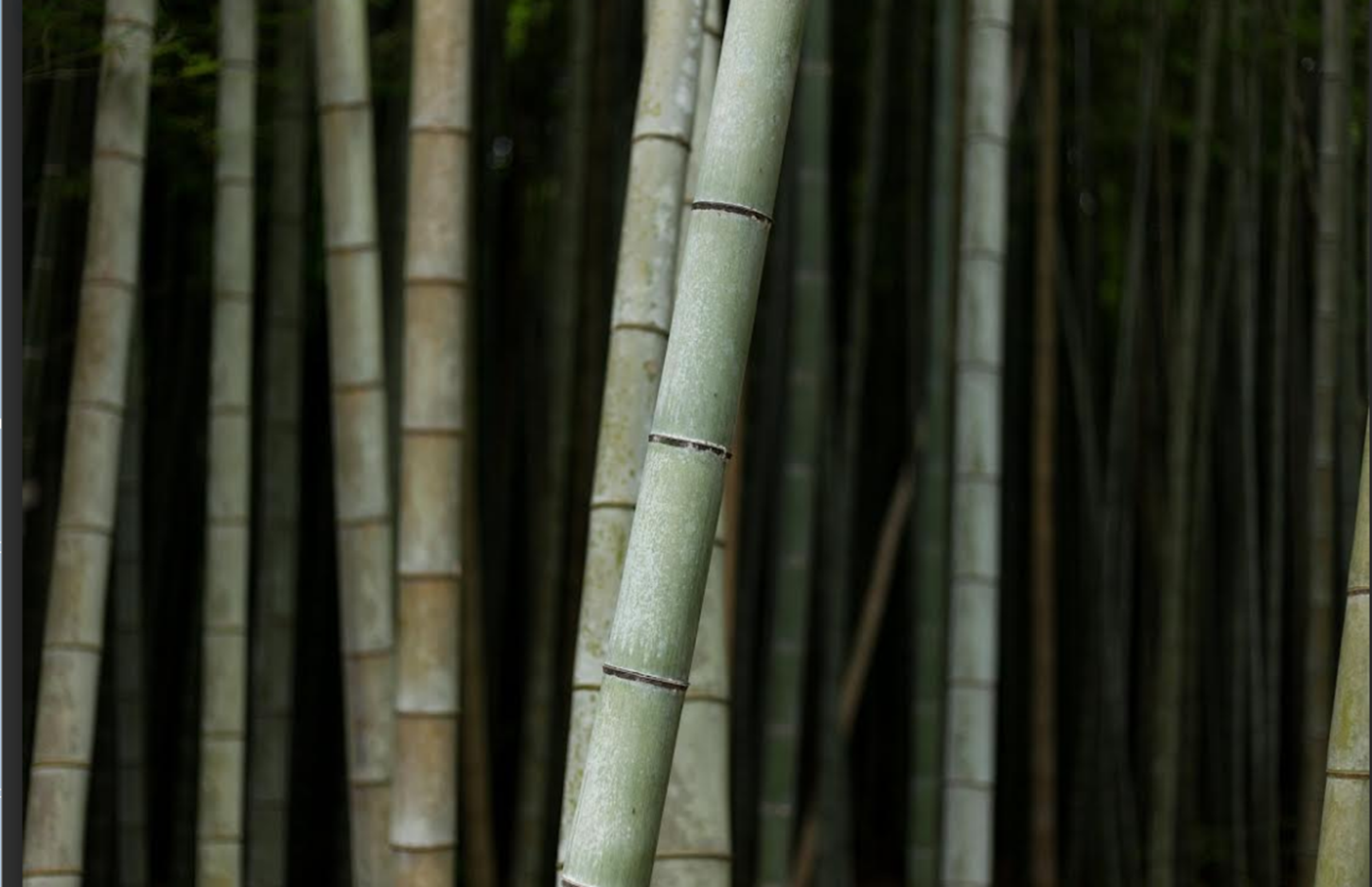 Plantas que atraem boas energias- espécies que ajudam a harmonizar o ambiente da casa