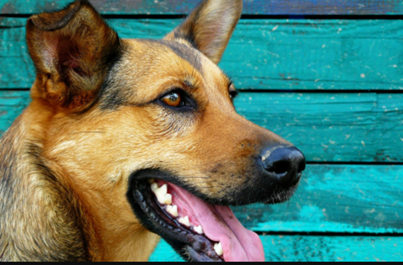 Castração gratuita do programa estadual Castra+Paraná será realizada em Mandaguari