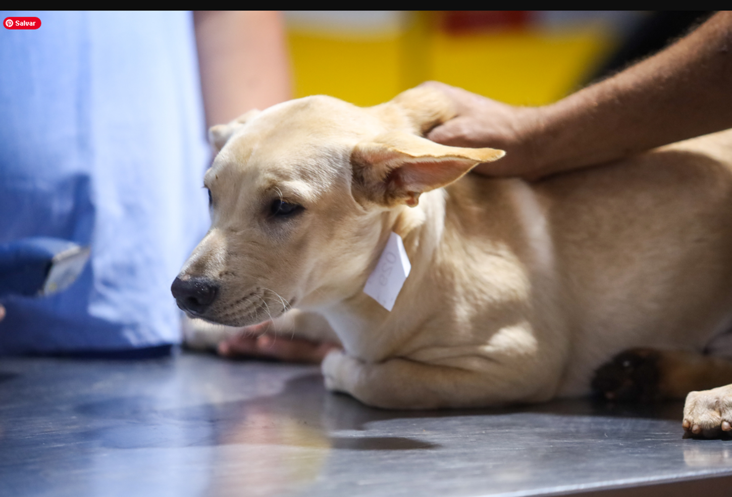 Prefeitura de Maringá reestrutura Secretaria de Bem-Estar Animal com novos fluxos focados em manejo ético