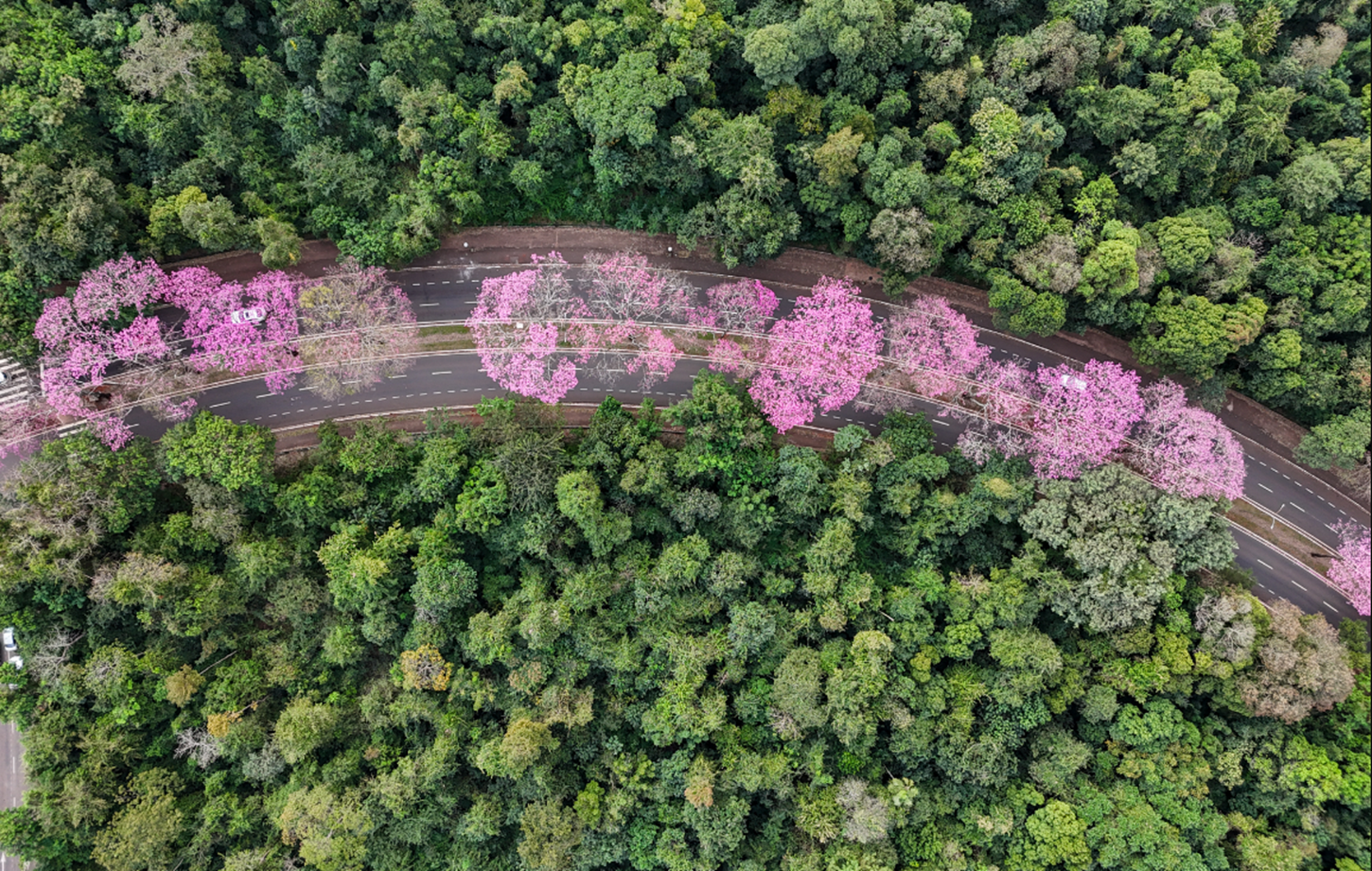 Maringá floresce com ipês-roxos, símbolo ecológico da Cidade Canção