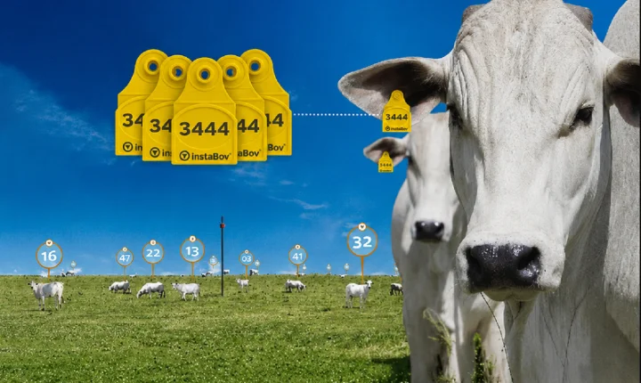Abigeato desafia pecuaristas e impulsiona adoção de tecnologias de monitoramento do rebanho.