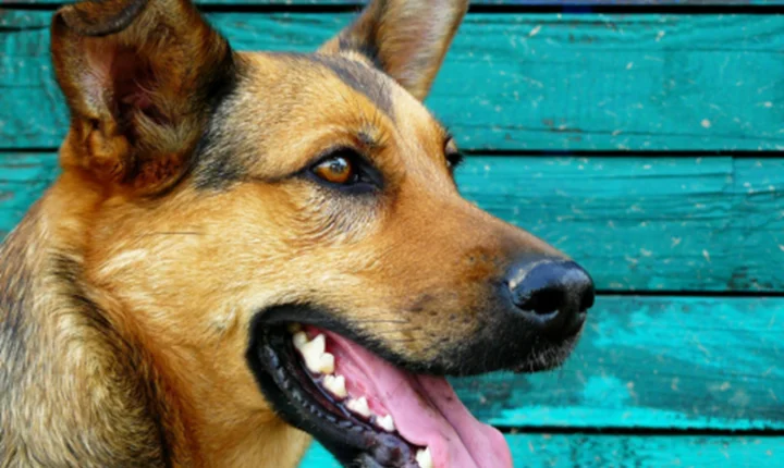 Castração gratuita do programa estadual Castra+Paraná será realizada em Mandaguari