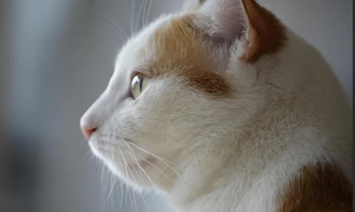 Guardiões Invisíveis: o misticismo dos animais e a crença em sua proteção espiritual