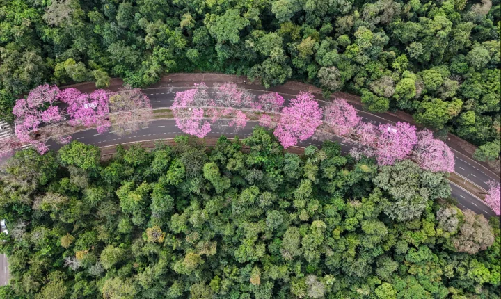 Maringá floresce com ipês-roxos, símbolo ecológico da Cidade Canção