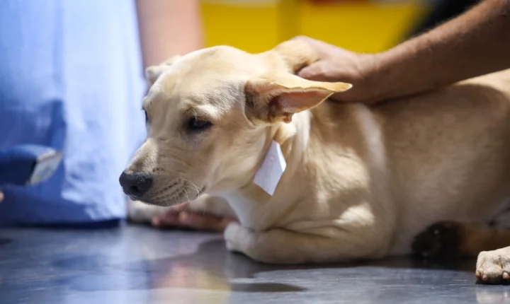 Prefeitura de Maringá reestrutura Secretaria de Bem-Estar Animal com novos fluxos focados em manejo ético