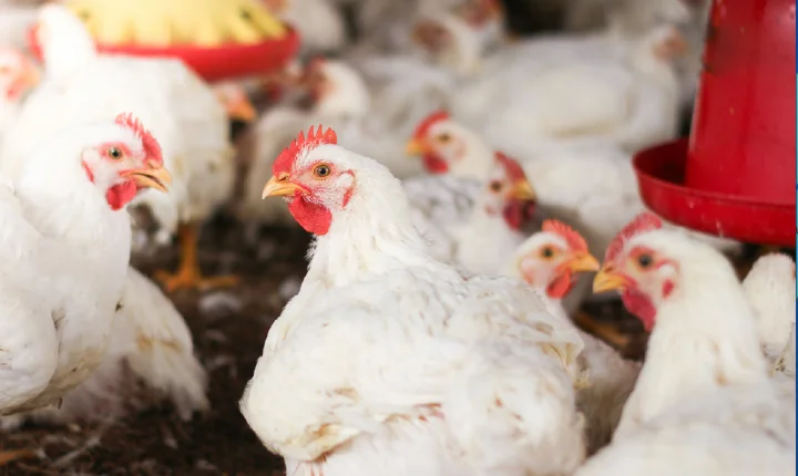 Uso de minerais bi-quelatados na alimentação de frangos de corte reduz problemas de pele, aponta estudo.